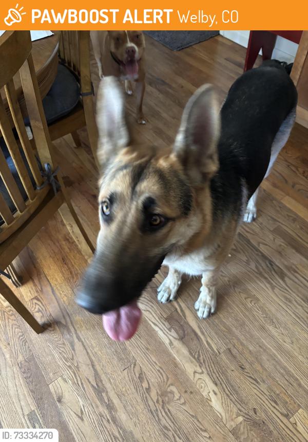Found/Stray Male Dog last seen 73rd and Washington, Welby, CO 80229