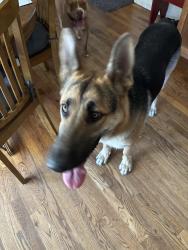 Found/Stray Male Dog last seen 73rd and Washington, Welby, CO 80229