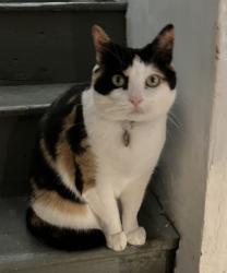 Lost Female Cat last seen South 4th Ave and Green Street, Royersford, PA 19468