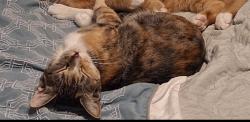 Lost Female Cat last seen Behind Copeland Drug, Chandler, TX 75758