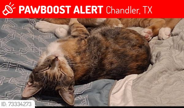 Lost Female Cat last seen Behind Copeland Drug, Chandler, TX 75758