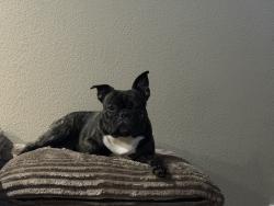 Lost Male Dog last seen Near s Prairie dr Milliken, co 80543, Milliken, CO 80543