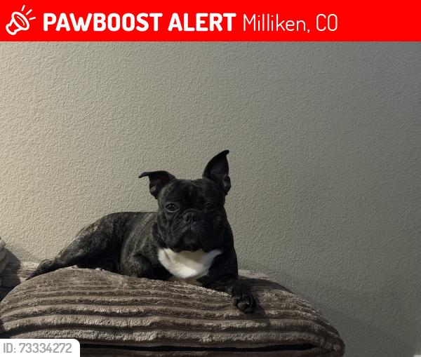Lost Male Dog last seen Near s Prairie dr Milliken, co 80543, Milliken, CO 80543