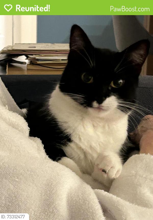 Reunited Female Cat last seen Capilano Road and Ridgewood, North Vancouver, BC V7R 4H4