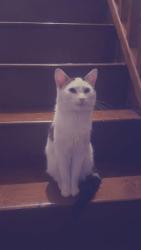 Reunited Male Cat last seen Donegal pass, Belfast, Northern Ireland BT7 1EP