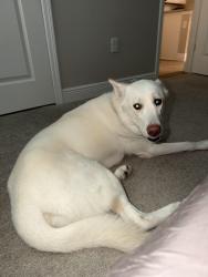 Reunited Male Dog last seen Lake Nona, Orlando, FL 32827