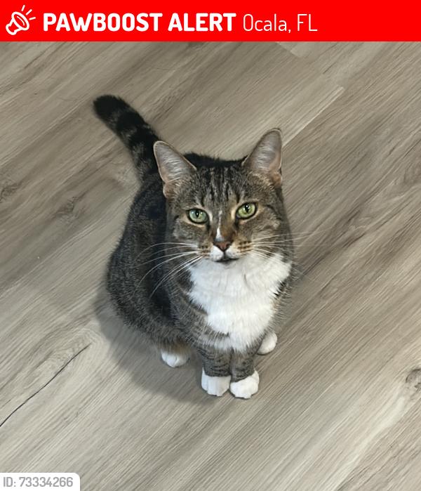 Lost Female Cat last seen Ocala Crossing South, Ocala, FL 34476