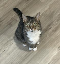 Lost Female Cat last seen Ocala Crossing South, Ocala, FL 34476