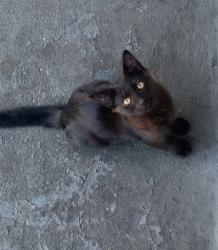 Lost Male Cat last seen Cross creek mall, skibo road, Fayetteville, NC 28303