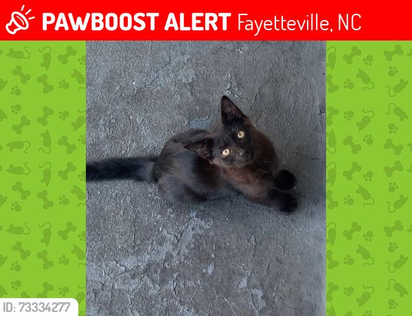 Lost Male Cat last seen Cross creek mall, skibo road, Fayetteville, NC 28303