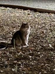 Found/Stray Unknown Cat last seen El Mercado parkway, Larkfield-Wikiup, CA 95403