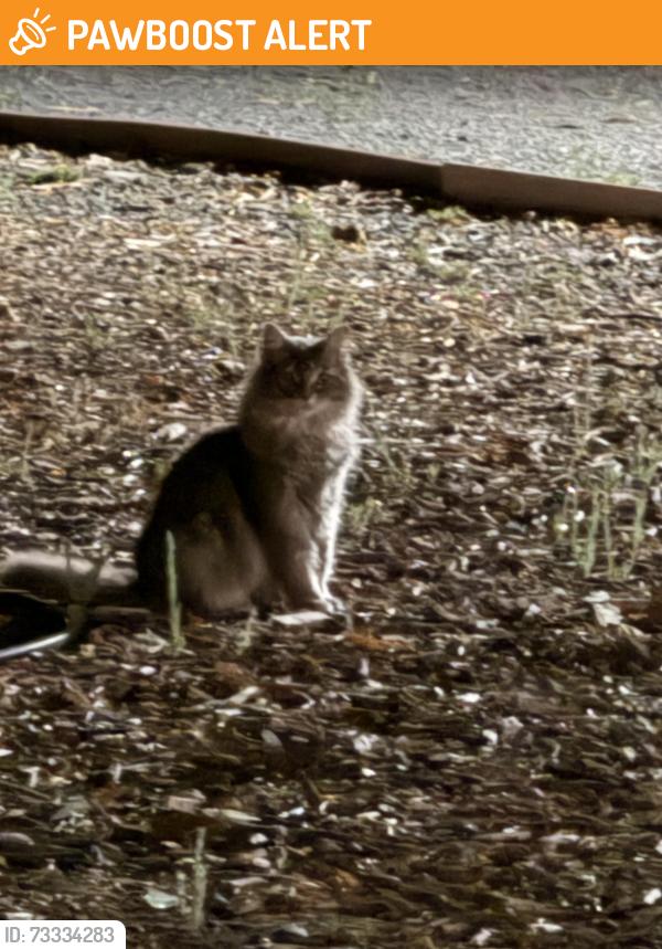 Found/Stray Unknown Cat last seen El Mercado parkway, Larkfield-Wikiup, CA 95403