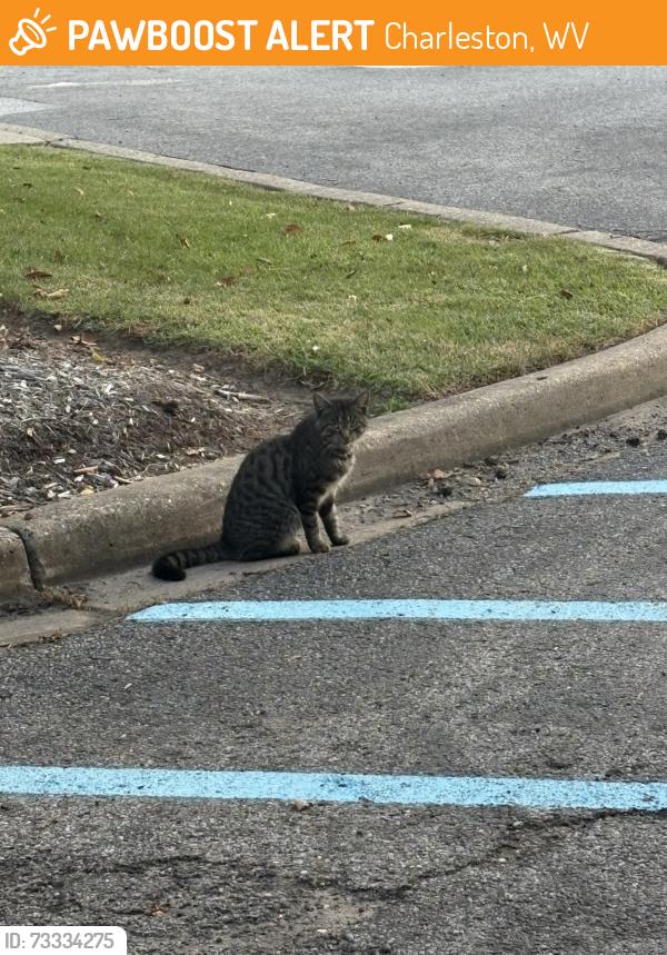 Found/Stray Unknown Cat last seen This is the First Choice Services building.Before Players Club on the right., Charleston, WV 25311
