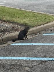 Found/Stray Unknown Cat last seen This is the First Choice Services building.Before Players Club on the right., Charleston, WV 25311