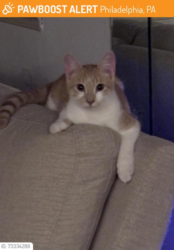 Found/Stray Male Cat last seen Cottman Ave, Philadelphia, PA 19111
