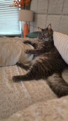 Lost Male Cat last seen Near Charnock Dr, Windermere, FL 34786