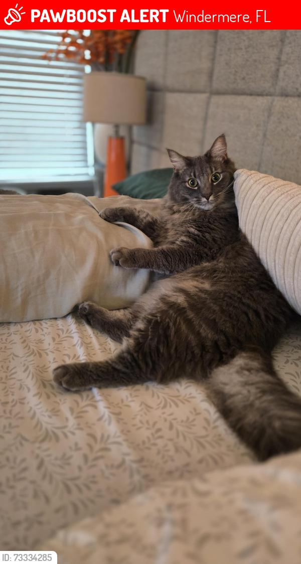 Lost Male Cat last seen Near Charnock Dr, Windermere, FL 34786