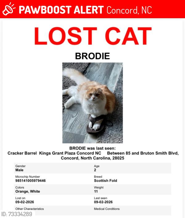 Lost Male Cat last seen Near Lyles Ln NW, Concord, NC 28027