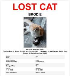 Lost Male Cat last seen Near Lyles Ln NW, Concord, NC 28027