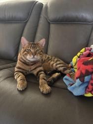 Lost Male Cat last seen Jenkins and ranchero, Hesperia, CA 92345