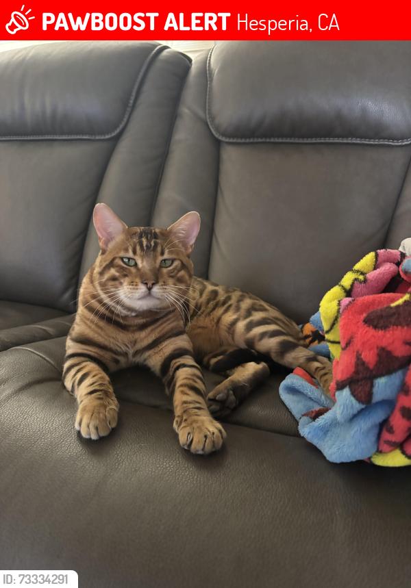 Lost Male Cat last seen Jenkins and ranchero, Hesperia, CA 92345