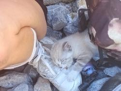 Reunited Female Cat last seen Channel Dr, Ventura, CA, USA, Ventura, CA 93003