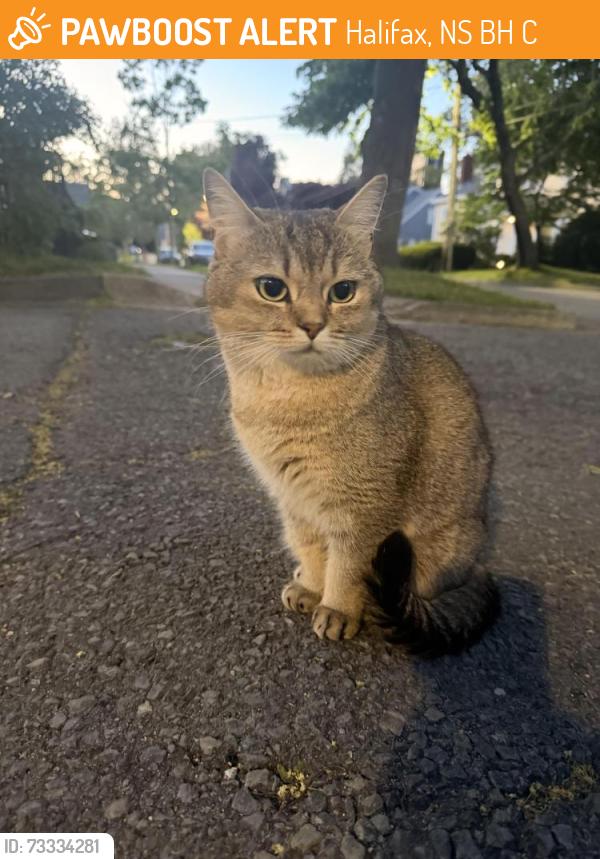 Found/Stray Unknown Cat last seen Inglis St & Tower Rd near the engineering building, Halifax, NS B3H 3C3