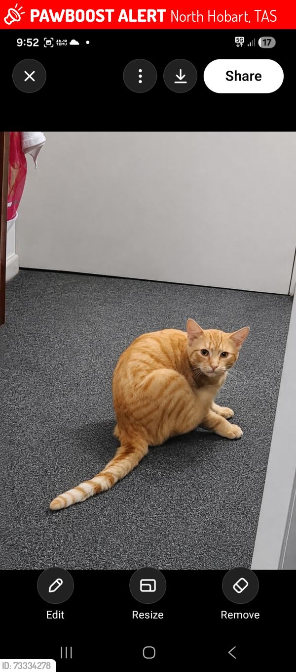 Lost Male Cat last seen 3/45 burnett street north hobart, North Hobart, TAS 7000