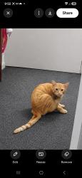 Lost Male Cat last seen 3/45 burnett street north hobart, North Hobart, TAS 7000