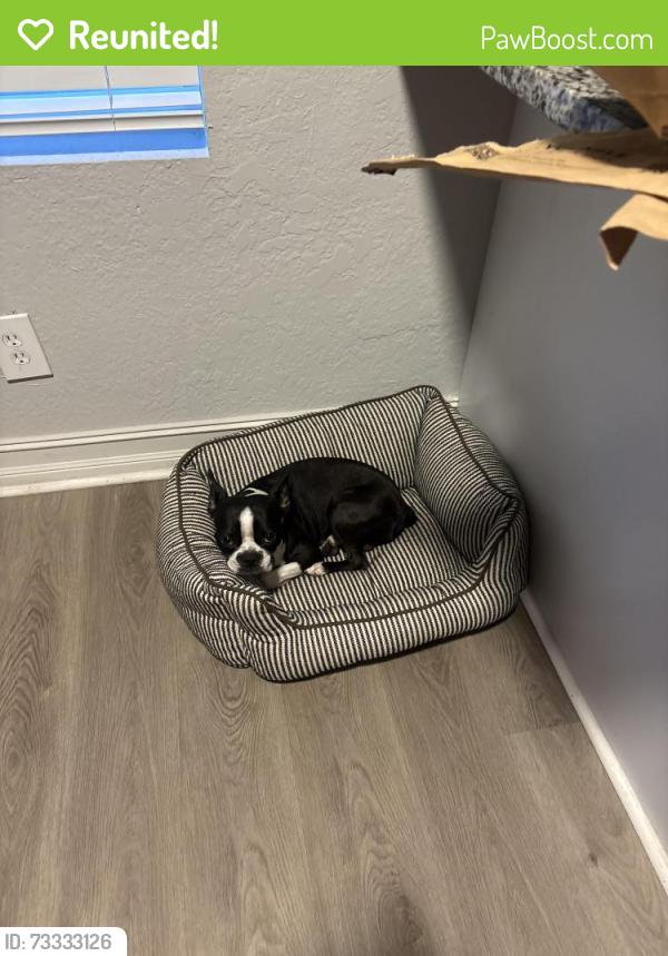 Reunited Male Dog last seen Minoso St, Orlando, FL 32811
