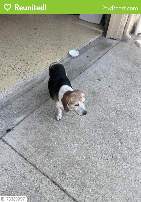 Reunited Male Dog last seen Jobson and tripp, Sunnyvale, TX 75182