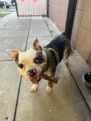 Found/Stray Male Dog last seen Grove, Ontario, CA 91764