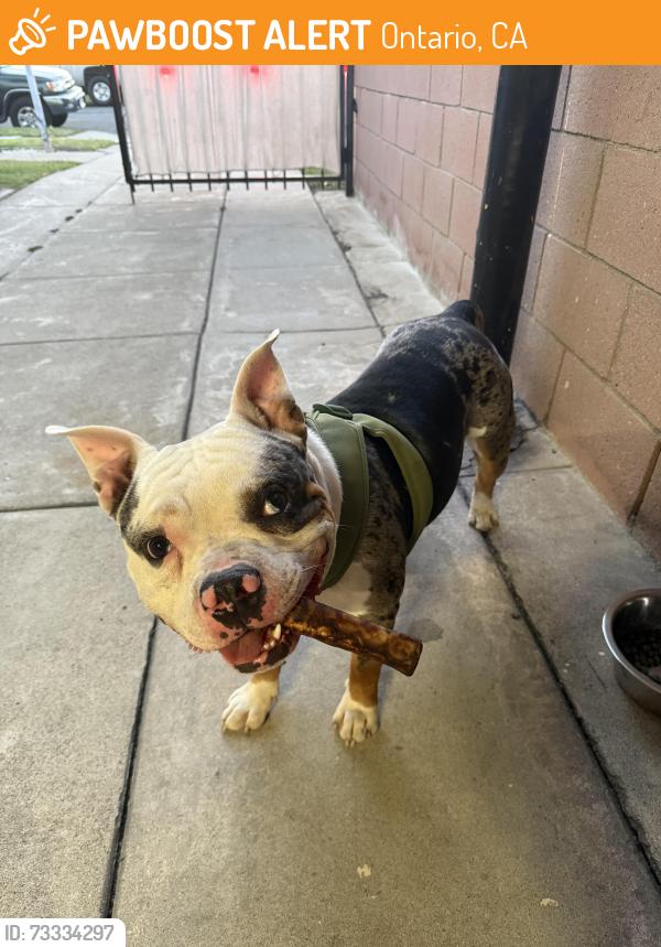 Found/Stray Male Dog last seen Grove, Ontario, CA 91764