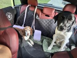 Reunited Male Dog last seen Clemonsville Road, Winston-Salem, NC 27127