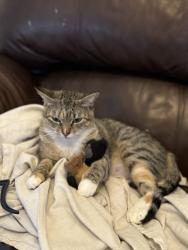 Lost Female Cat last seen Cobblestone apmts, Fleming Island, FL 32003