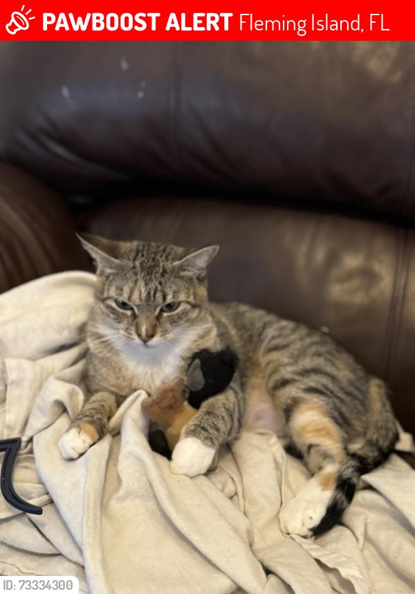 Lost Female Cat last seen Cobblestone apmts, Fleming Island, FL 32003