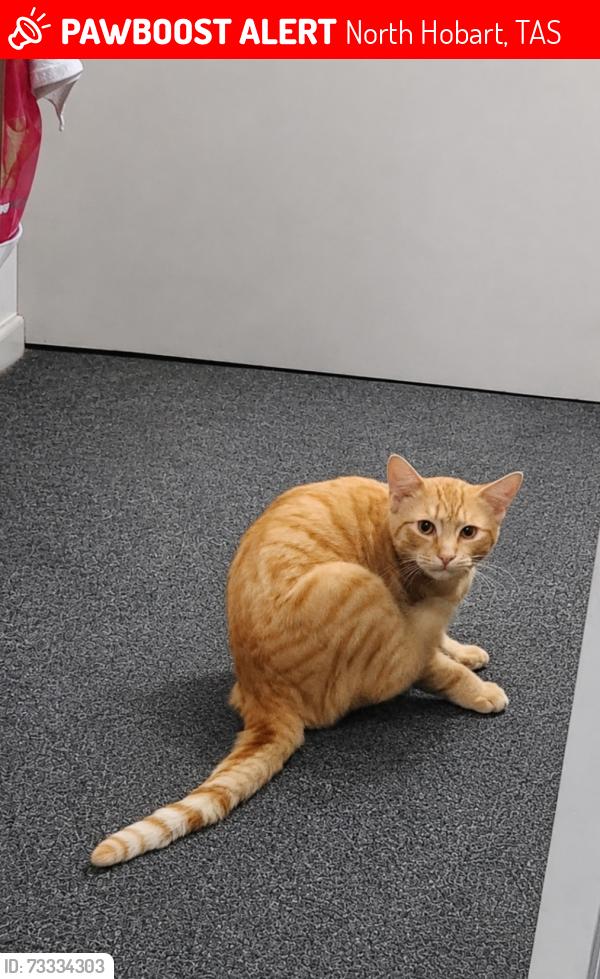 Lost Male Cat last seen 3/45 burnett street north hobart, North Hobart, TAS 7000