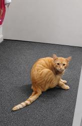 Lost Male Cat last seen 3/45 burnett street north hobart, North Hobart, TAS 7000