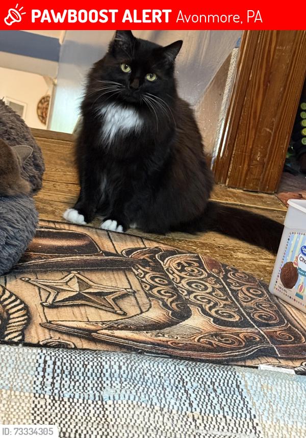 Lost Female Cat last seen West Lebanon and Barrell Valley Rd, Avonmore, PA 15618