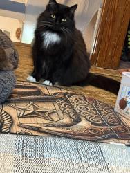 Lost Female Cat last seen West Lebanon and Barrell Valley Rd, Avonmore, PA 15618