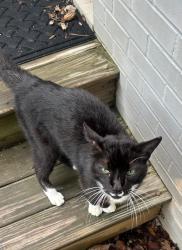 Found/Stray Male Cat last seen Kirkwood Park, Greensboro, NC 27408
