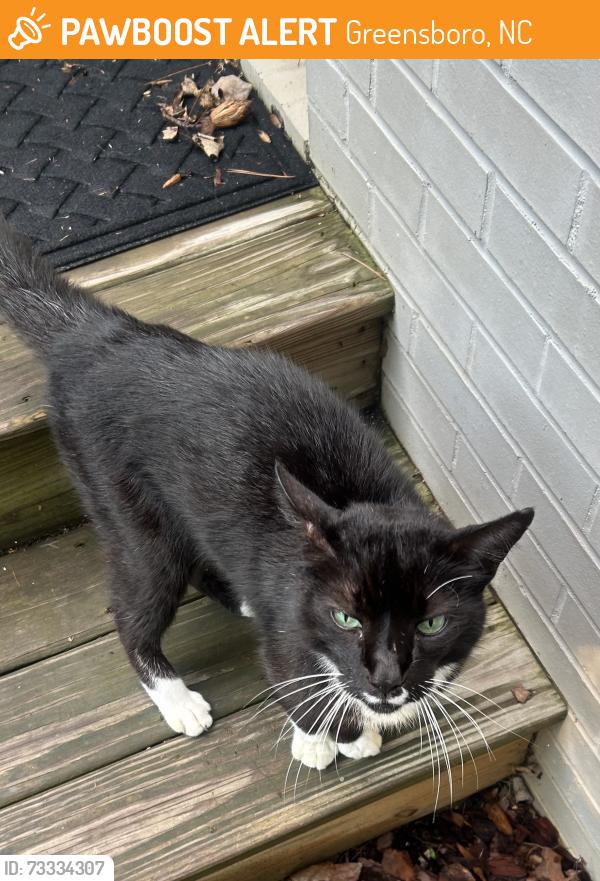 Found/Stray Male Cat last seen Kirkwood Park, Greensboro, NC 27408