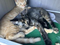 Lost Female Cat last seen Niles Road and Lincoln ROad, St. Joseph, MI 49085