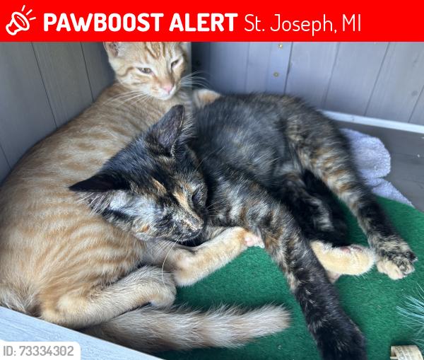 Lost Female Cat last seen Niles Road and Lincoln ROad, St. Joseph, MI 49085