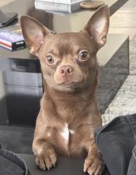 Reunited Male Dog last seen Cypress meadows ln, Orlando, FL 32825