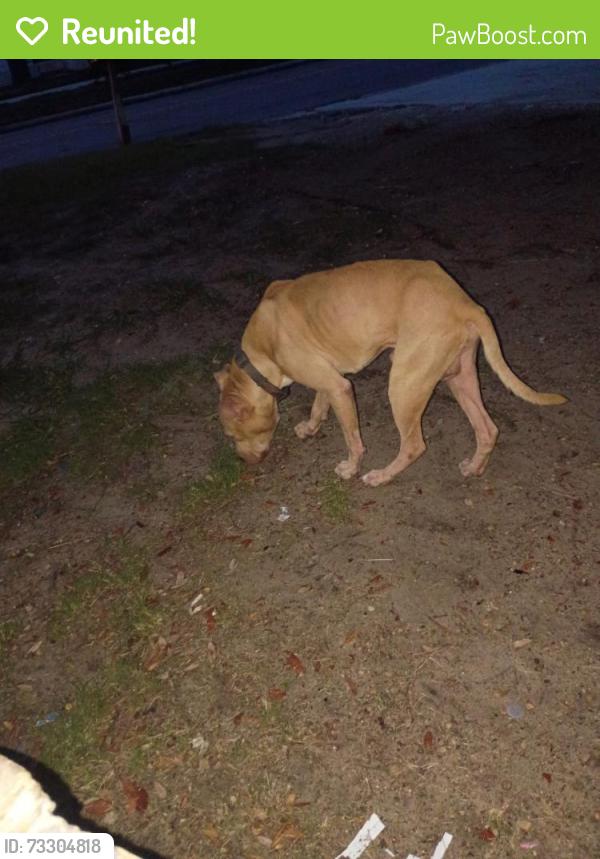 Reunited Male Dog last seen Woodward st, Eustis, FL 32726