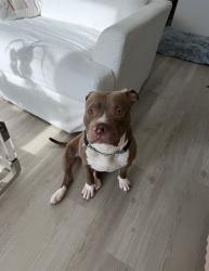 Shelter Stray Male Dog last seen Near BLOCK SE 23RD AVE, 3599 NW 79th Ave, Doral, FL 33122, USA