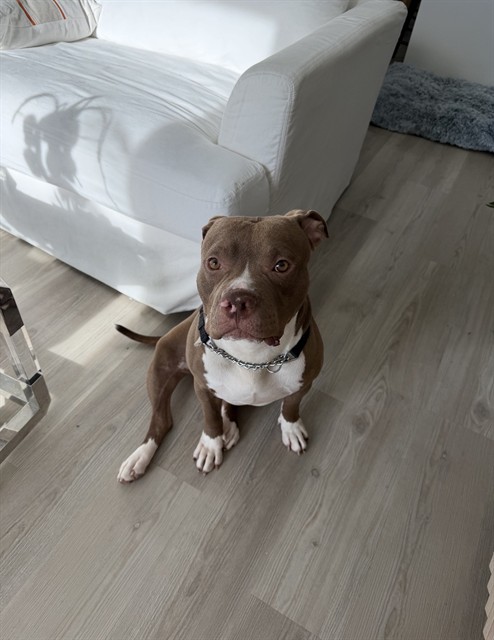 Shelter Stray Male Dog last seen Near BLOCK SE 23RD AVE, 3599 NW 79th Ave, Doral, FL 33122, USA