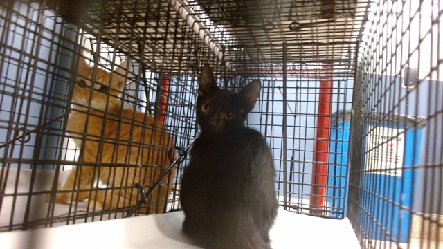 Shelter Stray Female Cat last seen Near BLOCK W 12 ST, 3599 NW 79th Ave, Doral, FL 33122, USA
