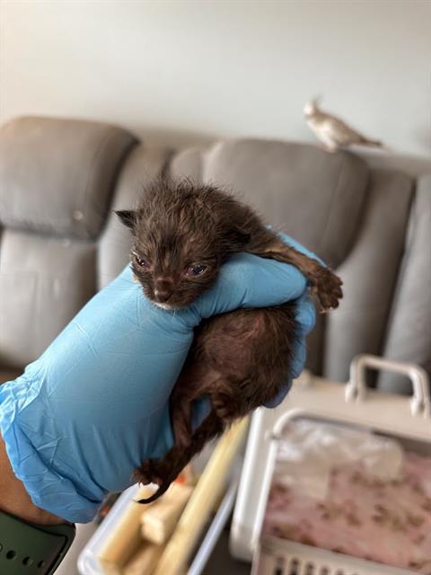 Shelter Stray Unknown Cat last seen GULF HIGHLANDS DR, 19640 Dogpatch Ln, Land O' Lakes, FL 34638, USA